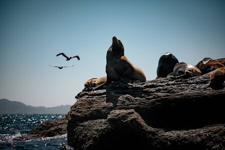 California sea lions (Zalophus californianus) resting on the rocks of Isla Coronado. Baja California, Gulf of California.の写真素材