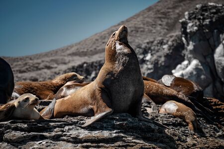 California sea lions (Zalophus californianus) sunbathing on the rocks of Isla Coronado. Baja...