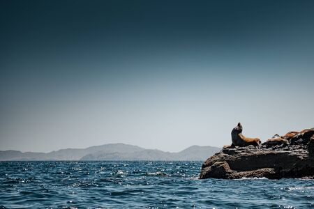 California sea lions (Zalophus californianus) on the rocks of Isla Coronado. Baja California, Gulf of California.の写真素材