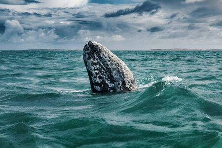 Gray whale (Eschrichtius robustus) surfacing  at Guerrero Negro in the Sea of CortÃ©s, Baja Californiaの写真素材