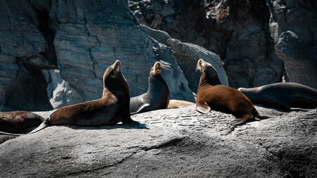 California sea lions (Zalophus californianus) on the rocks of Isla Coronado. Baja California, Gulf of California.の写真素材