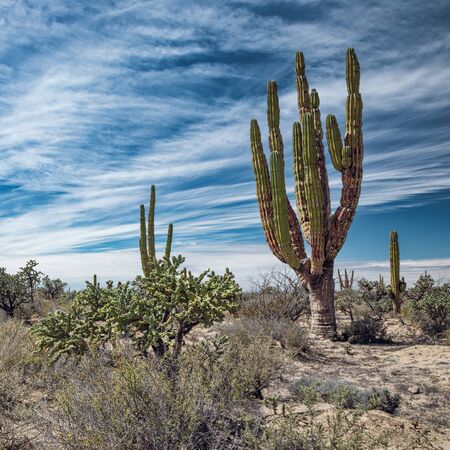 Mexican desert with cacti and succulents under fascinating sky, San Ignacio, Baja California, Mexicoの写真素材