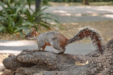 Fluffy grey squirrel in Mexican park Chapultepec, Mexico City