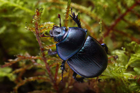 Macro shot of forest dung beetle (Anoplotrupes stercorosus) on mossの写真素材