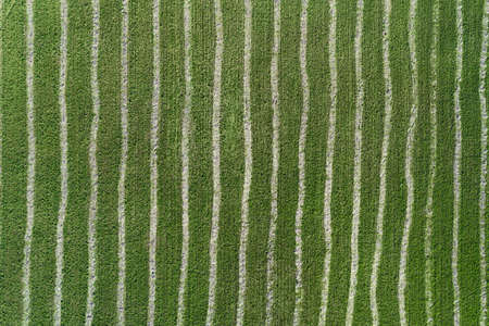 Aerial drone view of striped green farm field