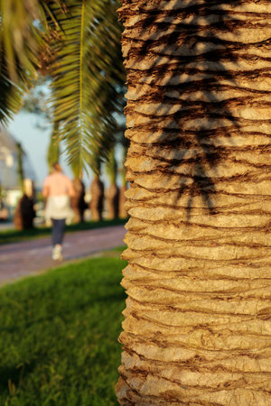 Summer evening in a public park. Trunk of a palm tree in the foreground, running people on a blurred background.の写真素材