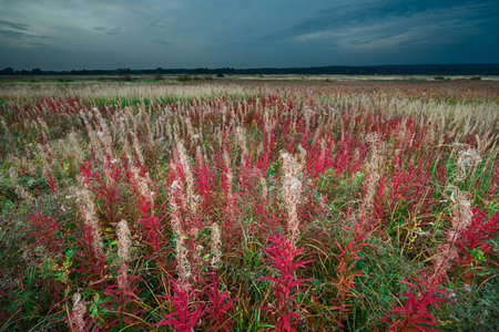 Autumn field with colorful cottony plants under gloomy skyの写真素材
