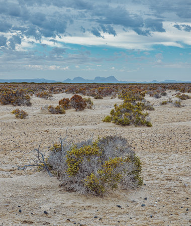 Desert coast of San Ignacio Lagoon, Baja California, Mexicoの写真素材