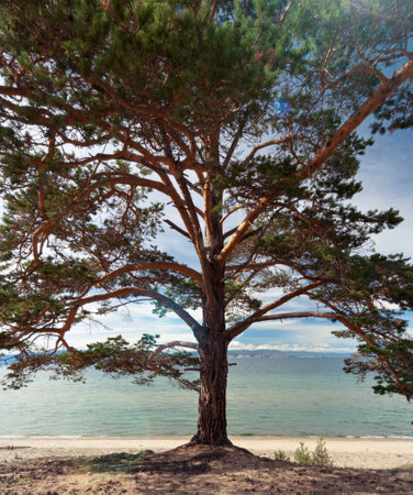 Panorama of a pine tree on coast on Olkhon island, lake Baikal; with lens flareの写真素材