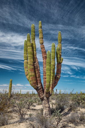 Mexican giant cactus in desert under fascinating sky, San Ignacio, Baja California, Mexicoの写真素材