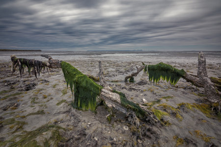 Low tide in San Ignacio Lagoon, Baja California, Mexicoの写真素材