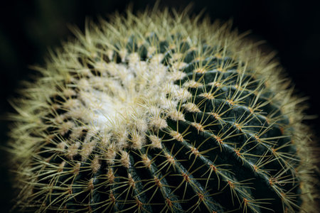 Detailed macro view of a golden barrel cactus, Echinocactus grusonii, displaying dark green ribs and clusters of sharp yellow spines. The top of the prickly desert succulent features characteristic white woolly fuzz against a dark background.