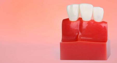 Dental teeth model with copy space