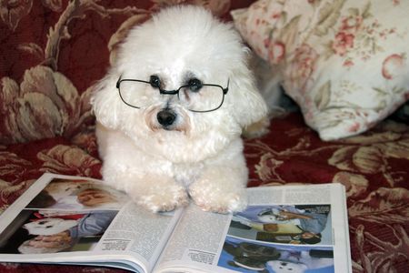 Fifi Danger, a Bichon Frise relaxes on her couch while reading one afternoonの写真素材
