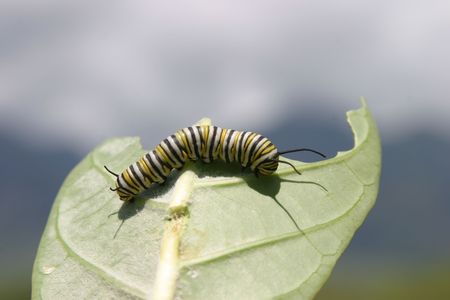 monarch butterfly catapiller eats a leafの写真素材