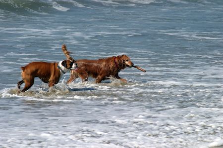 a day at the dog beach