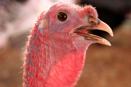 turkey