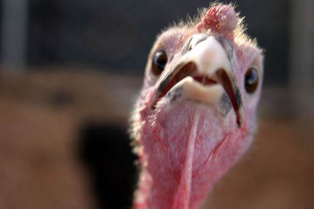 turkey close up