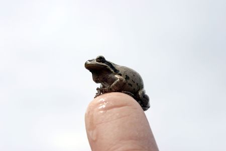 small brown tree frog on my handの写真素材