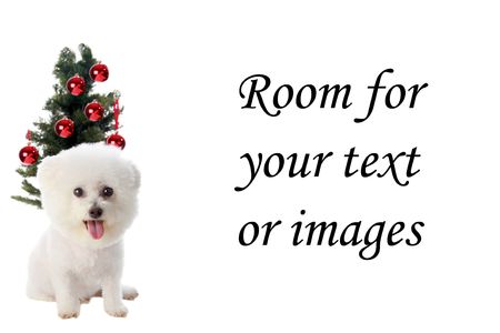 Fifi the Bichon Frise wishes everyone a happy holiday season around the worldの写真素材