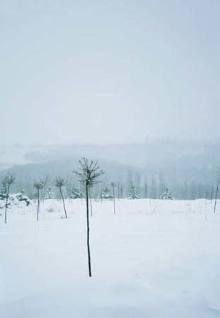 Winter lanscapeの写真素材