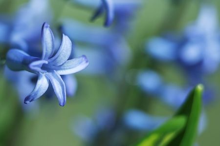 Spring flowers