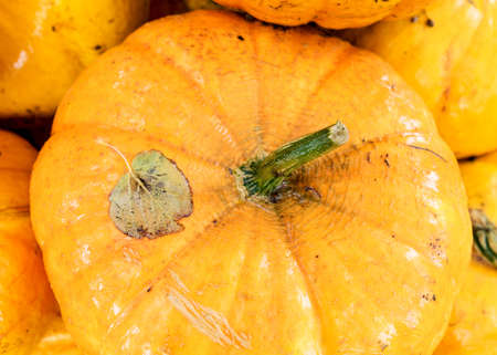 bright picture with yellow and orange pumpkins, pumpkin stack on wooden boards, pumpkin close-up, autumn harvest time, preparing for Halloweenの写真素材