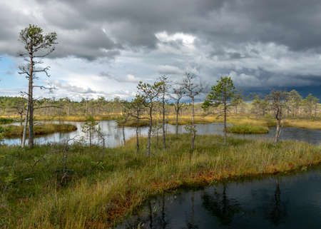 Magical view of the bog in autumn, beautiful bog vegetation, traditional pines, grass, moss and lichens in autumn colors, autumn time in nature, Palsu bog, Jumgurd parish, Erglu region, Latviaの写真素材