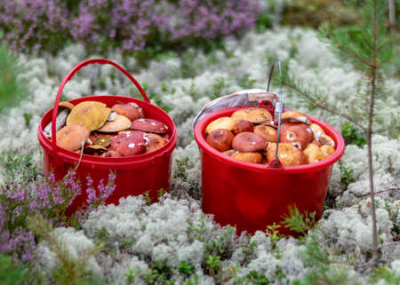 red buckets with mushrooms, traditional forest vegetation, heather, moss, ferns, grass, forest in autumn, mushroom collection for eatingの写真素材