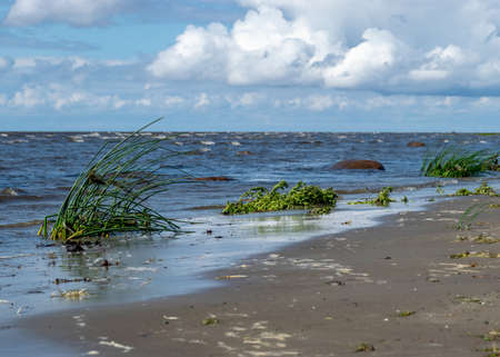 traditional seaside landscape from Estonia, sea grasses and rocks in shallow sea water, Kabli bird center, Parnu Bay, Estoniaの写真素材