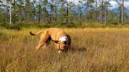 autumn landscape from the bog, colorful bog vegetation, brown dog silhouette in the bog, walk in a wild bog, bog in autumnの写真素材