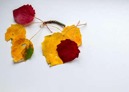 beautiful, colored aspen tree leaves on a light background, autumn colors, suitable for walpaperの写真素材