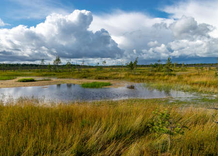 Magical view of the bog in autumn, beautiful bog vegetation, traditional pines, grass, moss and...