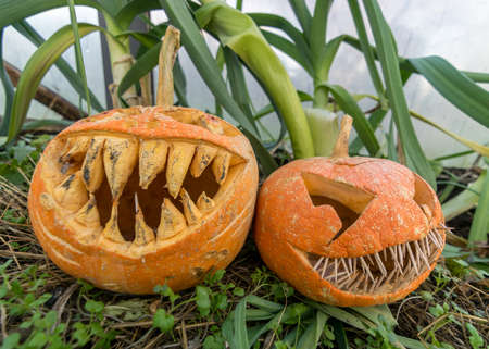 Halloween theme, carved pumpkin with a scary smile, green plant background, decoration and holiday...