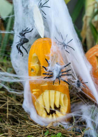 Halloween theme, carved pumpkin with a scary smile, spiders and cobwebs, skull, autumn dry leaves, grass background, decoration and holiday concept, carved pumpkin for a fun partyの写真素材
