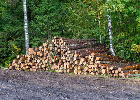 landscape with wooden logs on the side of the road, trees prepared for removal, timber extraction...