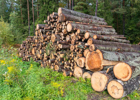 landscape with wooden logs on the side of the road, trees prepared for removal, timber extraction conceptの写真素材