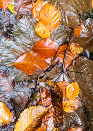 variegated autumn leaf texture, suitable for wallpaperの写真素材