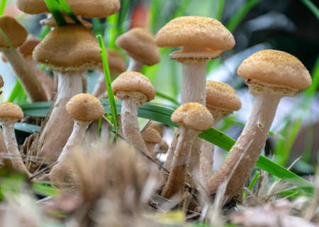 photo with a group of mushrooms, mushroom silhouettes on a blurred background, autumn timeの写真素材