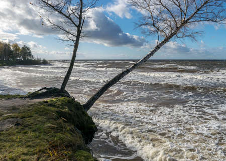 beautiful and sunny seascape to the stormy Baltic Sea, waves and splashes of water, tree silhouettes on the shore, Veczemju cliffs, Salacgriva rural area, Latviaの写真素材
