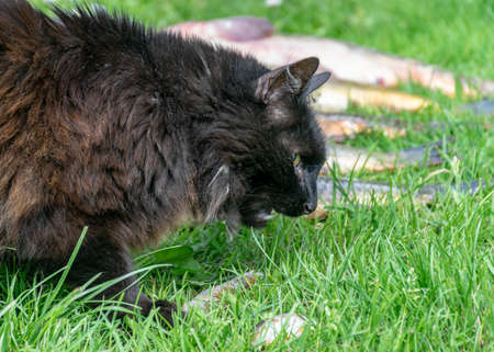picture of a black cat eating fresh fish, fishing conceptの写真素材