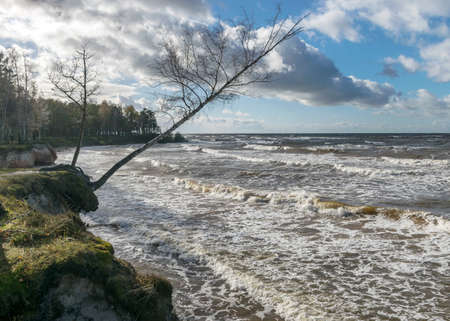 beautiful and sunny seascape to the stormy Baltic Sea, waves and splashes of water, tree silhouettes on the shore, Veczemju cliffs, Salacgriva rural area, Latviaの写真素材