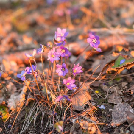 wild whistles, beautiful bright colors, sunset light,the first spring flowersの写真素材