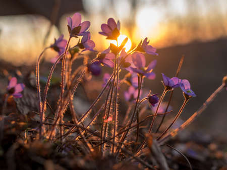 wild whistles, beautiful bright colors, sunset light,the first spring flowersの写真素材