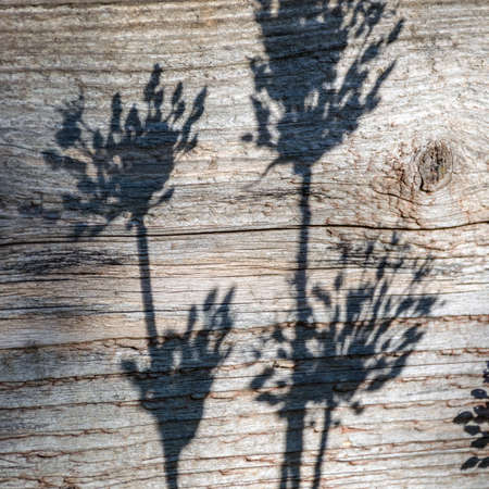 picture with flowers and shadows on the wall, suitable for backgroundの写真素材