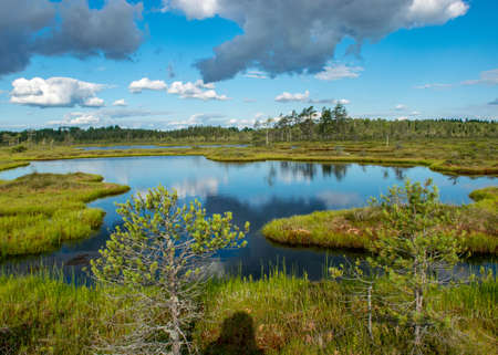 Scenic landscape with blue bog lakes surrounded by small pines and birches and green mosses on a summer day with blue skies and
white cumulus clouds, reflections in dark swamp water, Nigula bog, Estoniaの写真素材