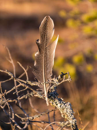 gray bird feather on a blurred backgroundの写真素材