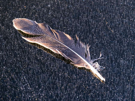 gray bird feather on a blurred ice backgroundの写真素材