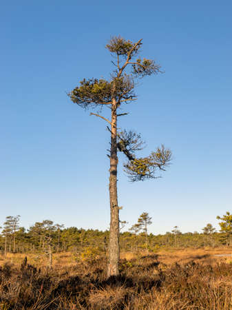 beautiful bog landscape at sunrise,
mire pine fragments on a blurred backgroundの写真素材