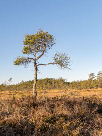 beautiful bog landscape at sunrise,
mire pine fragments on a blurred backgroundの写真素材